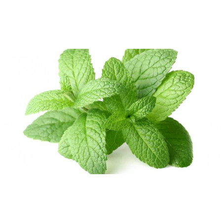 Pack e liquide menthe - Pulp