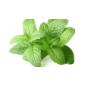 Pack e liquide menthe - Pulp