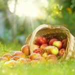 E-Liquides fruits du verger